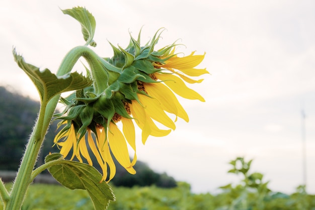 Girasole in campo.