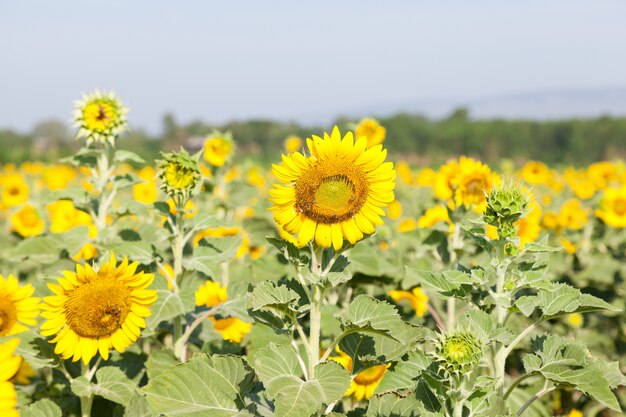 girasole in campo.