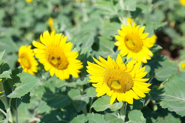 girasole in campo.