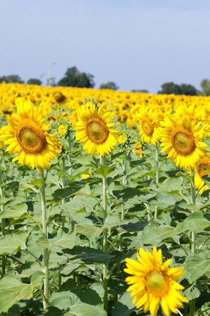 girasole in campo.