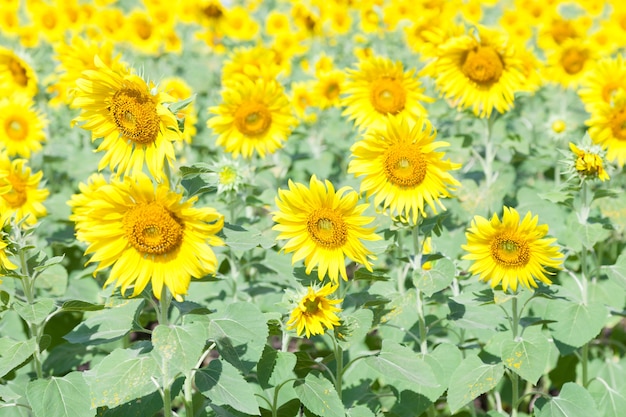 girasole in campo.