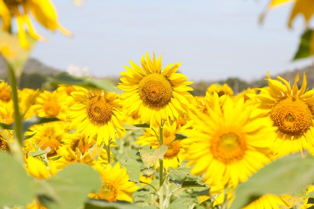 girasole in campo.