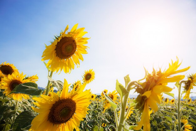 Girasole in estate alla luce del sole.