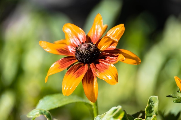 girasole in fase di crescita.