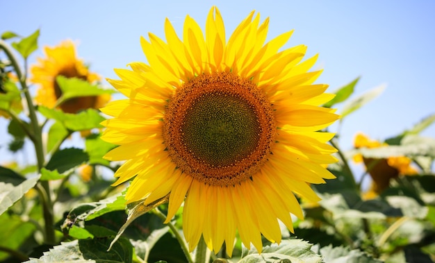 Girasole in fiore da vicino