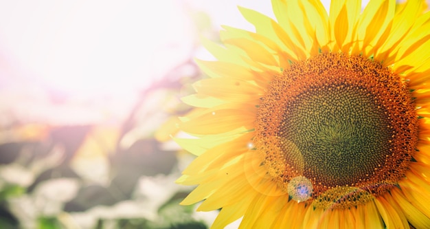 Girasole in fiore da vicino