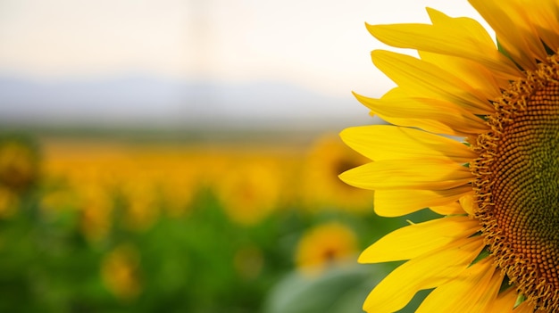 Girasole in fiore da vicino