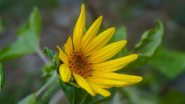 Girasole in fiore in fattoria