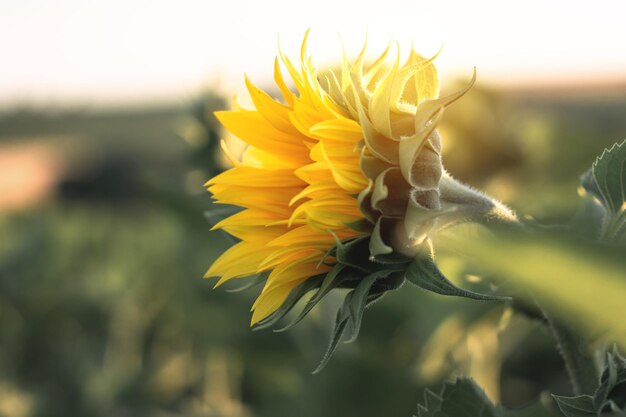 Girasole in fiore nel campo agricolo Girasole giallo del primo piano