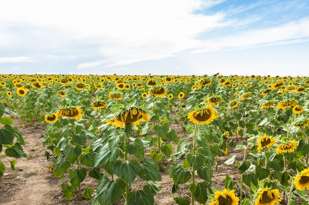 Girasole in fiore sui campi agricoli.