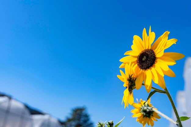 Girasole in fiore sullo sfondo del cielo blu