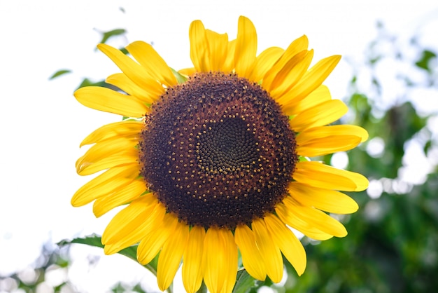 Girasole in giardino