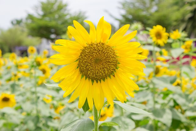 Girasole in giardino