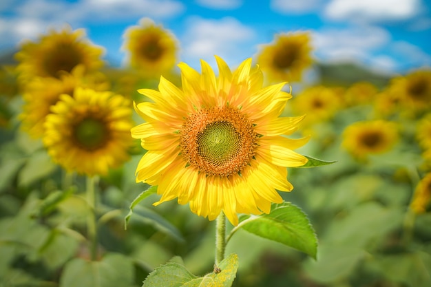 Girasole In Giardino