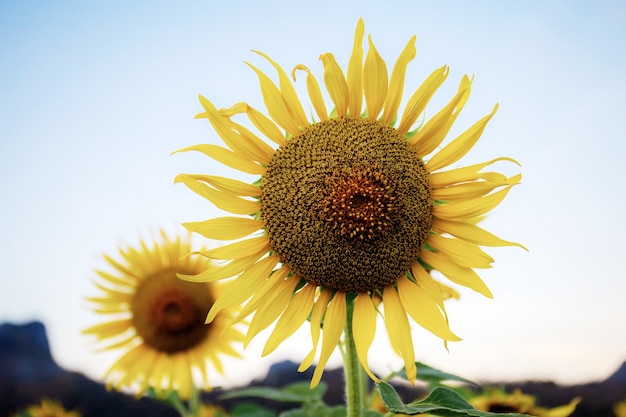 Girasole in inverno al cielo.