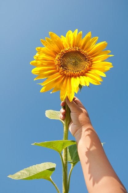 Girasole in mano al bambino