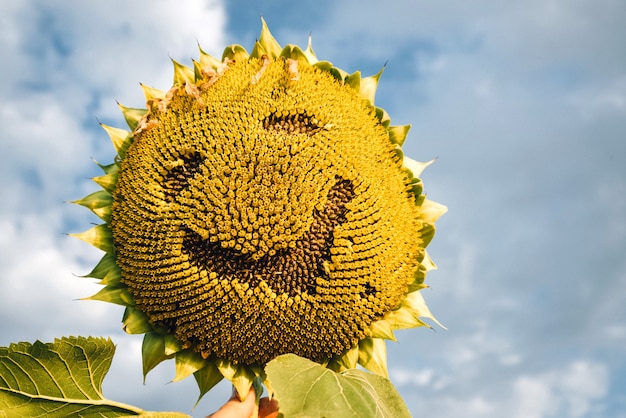 Girasole in mano contro il cielo sotto forma di una faccina sorridente