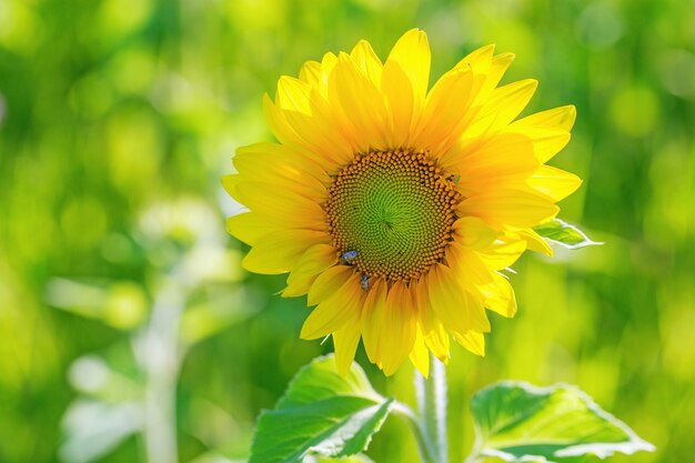 Girasole in natura sul campo in giornata di sole estivo.