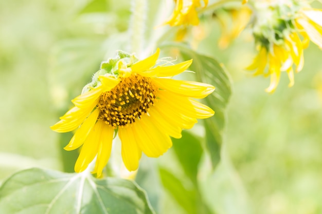 Girasole in piena fioritura.