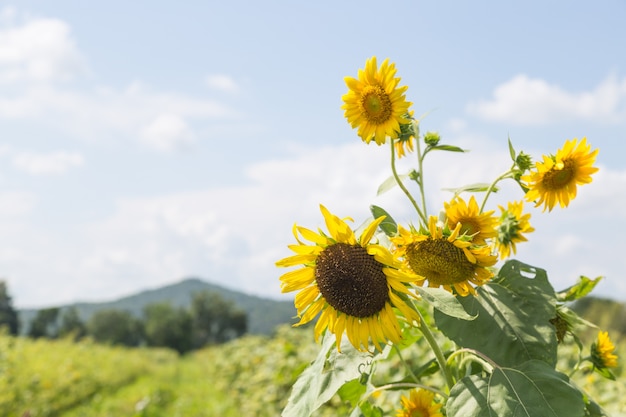 Girasole in piena fioritura.