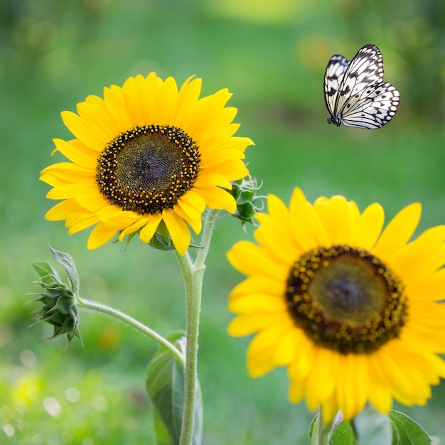 Girasole in primavera