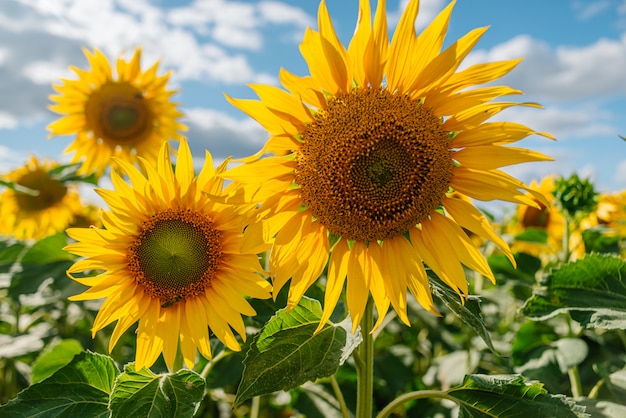 Girasole in un campo di girasoli sotto il cielo blu e belle nuvole in un campo agricolo