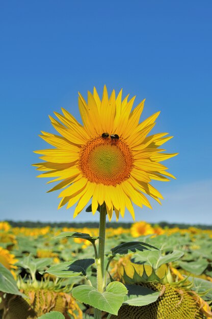 Girasole in un campo