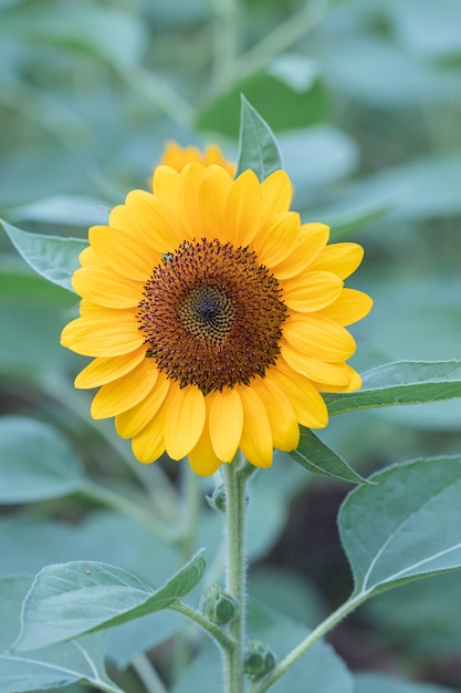 Girasole in un campo