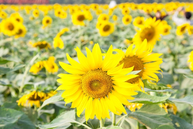 Girasole in un campo