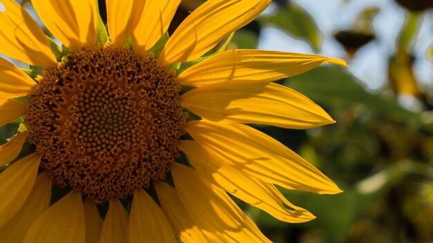 Girasole in una giornata di sole con sfondo verde naturale Messa a fuoco selettiva sfondo sfocato Primo piano Grande fiore giallo in fiore Semi di girasole maturano Concetto di raccolta