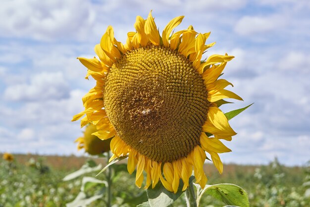 Girasole in una giornata di sole