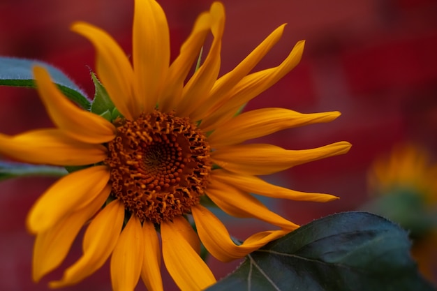 Girasole luminoso al tramonto. Bellissimo sfondo floreale.