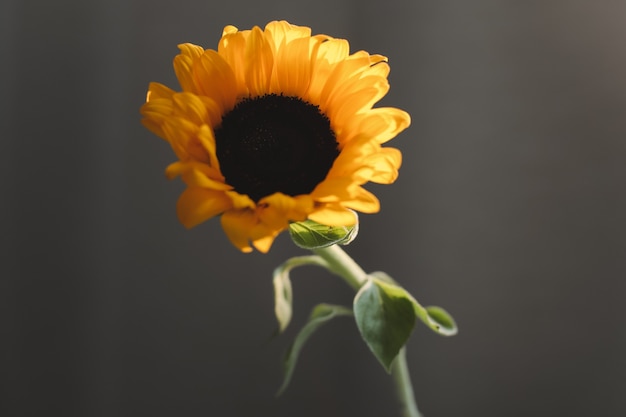 girasole luminoso fresco in un vaso isolato