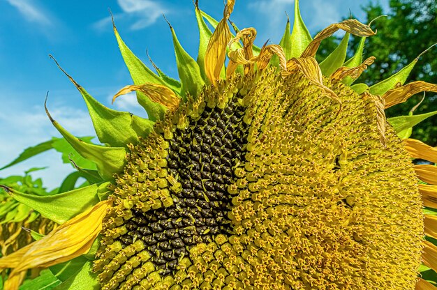 Girasole maturo con semi sul campo estivo di agricoltura.