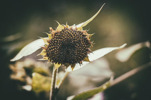 girasole maturo d'estate che cresce in un giardino tra foglie verdi