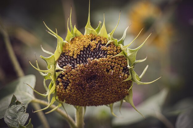 girasole maturo d'estate che cresce in un giardino tra foglie verdi