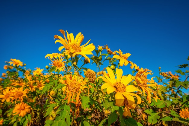 Girasole messicano (fiore di Tung Bua Tong) sul cielo blu durante il giorno nella provincia di Mae Hong Son, Thailandia.