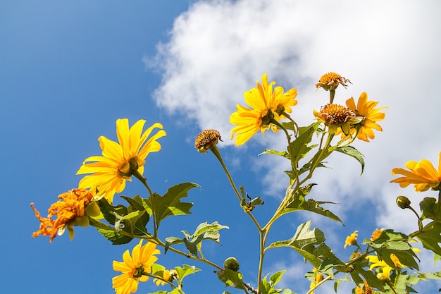 Girasole messicano