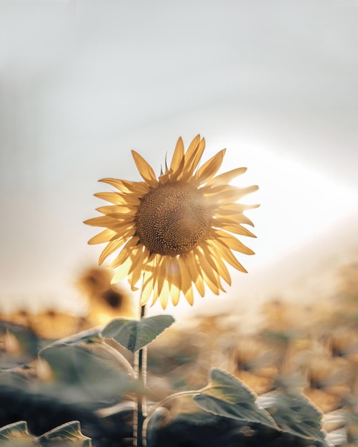 girasole nel campo con uno sfondo chiaro