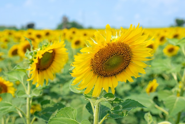 Girasole nel campo e con un cielo