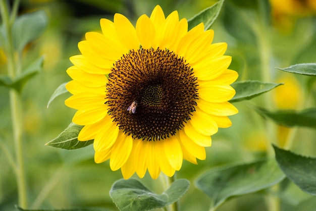 Girasole nel campo. Fiore giallo, primo piano, fiore a macroistruzione