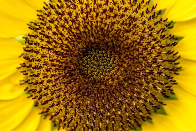 Girasole nel campo. Fiore giallo, primo piano, fiore a macroistruzione