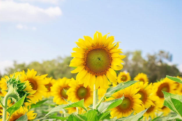 Girasole nel campo sopra il cielo