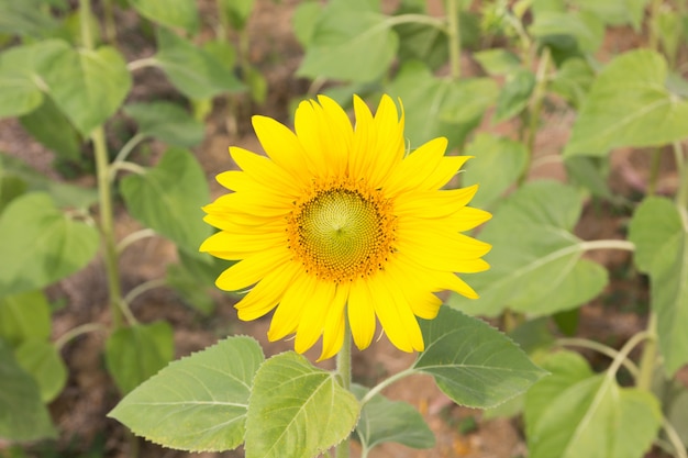 Girasole nel campo