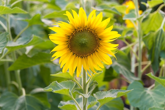 Girasole nel campo