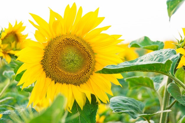 Girasole nel campo