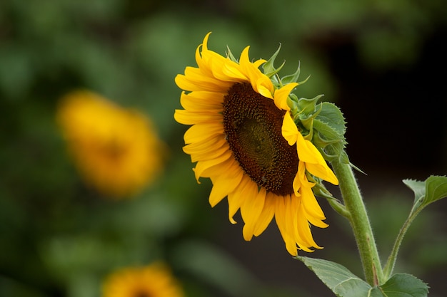 Girasole nel giardino