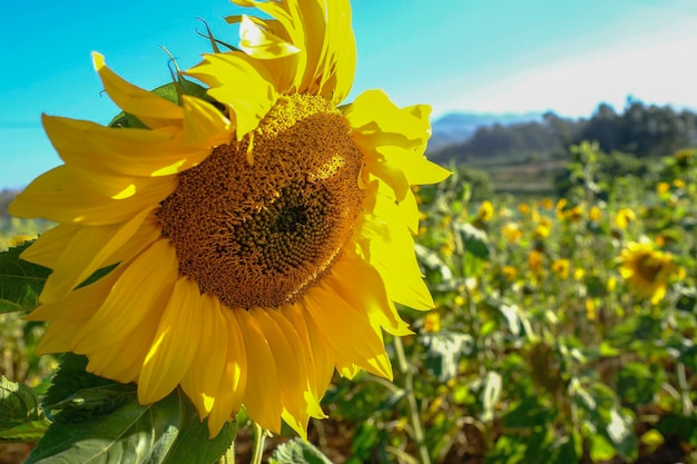 girasole nel mezzo di un campo di girasoli in una giornata di sole