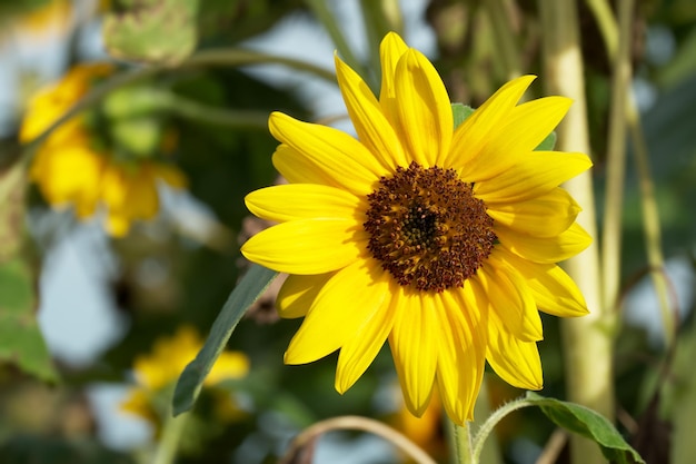 girasole nel primo piano del campo agricolo