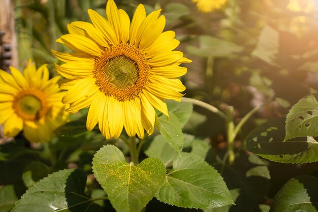 Girasole nella calda luce del tramonto